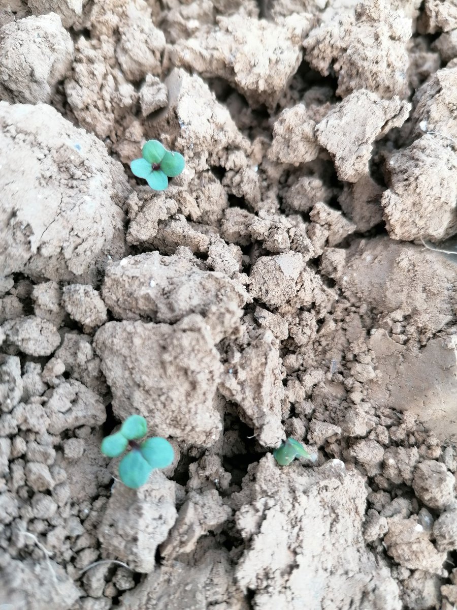 semis de #colza !🤩
 1ère levées en cours. A retrouver gratuitement sur  #agricommunity  📲📲