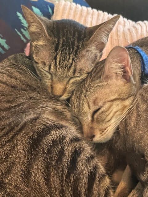 FOURPAWSUSA's tweet photo. Remember Lion & Tiger? They were rescued from a slaughterhouse in Vietnam and took their #FreedomFlight to @perrys_place_la in California. They soon found their forever home, and look at them now! Perfect cuddles!
#FightForCatsFriday #ProtectMillions https://t.co/SfQOCn7GBR