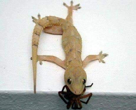 diazgiles's tweet image. Y por esto, es que no deben matar a las cuijas