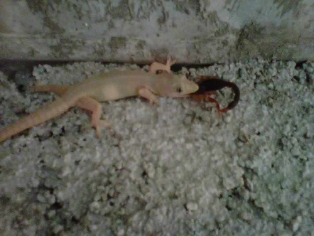 diazgiles's tweet image. Y por esto, es que no deben matar a las cuijas