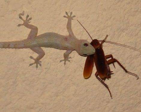 diazgiles's tweet image. Y por esto, es que no deben matar a las cuijas