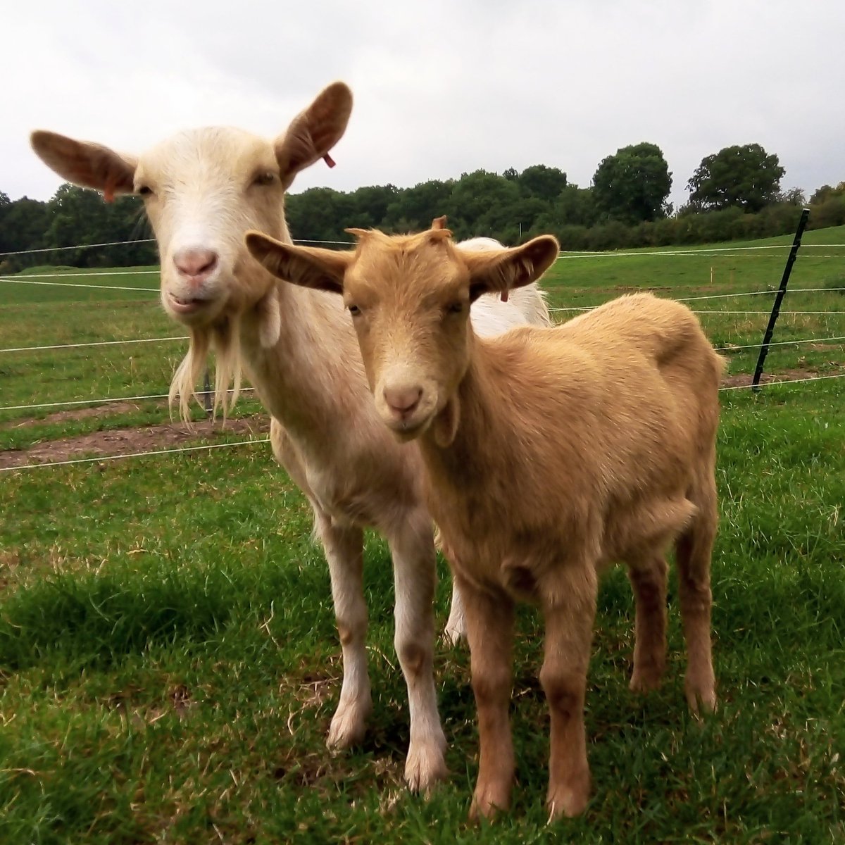 Hope #BackToSchool is going well for everyone.  Can't believe how fast the kids grow up - Juliette was born on Valentine's day and now not much smaller than her mum!