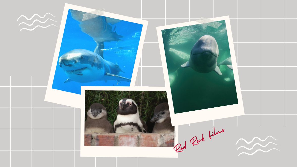 Sharks, penguins and whales?! Red Rock Films has all of your extended weekend binge-watching needs for #LaborDay! 

MotherSharker - <a href="/discoveryplus/">discovery+</a> 

World’s Biggest Bull Shark &amp; Shark Attack Files - @disneyplus.

Penguin Town - <a href="/netflix/">Netflix</a> 

Secrets of the Whales - @disneyplus