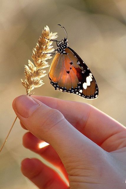 @Michael84646160 Good night Darling lovelyfriend Michael, sleep well. Butterfly&Nectar love for you.