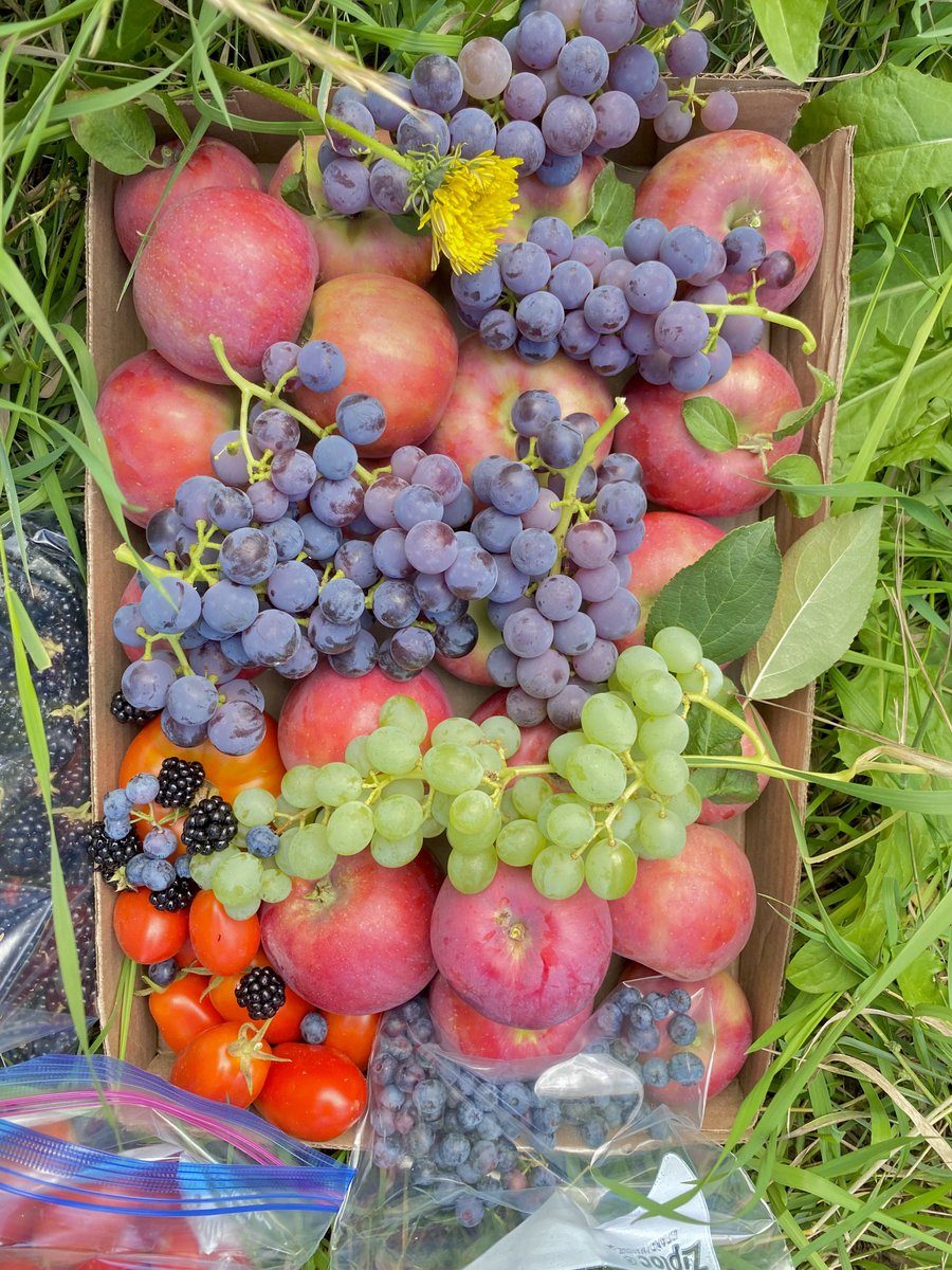my garden harvests have been rly nice lately✨