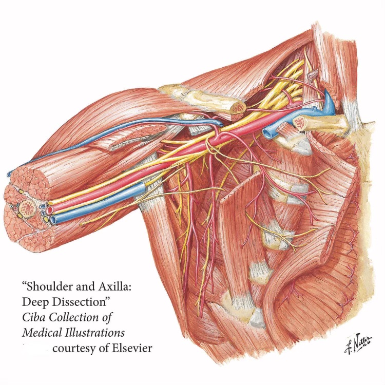 FNetterMD's tweet image. In “Medicine's Michelangelo: The Life &amp;amp; Art of Frank H. Netter, MD,” (purchase at the link in bio) we're able to learn about the impact Dr. Netter's artwork had. In 1950, Flair magazine declared him "the most brilliant medical illustrator of our time." #medicalillustration