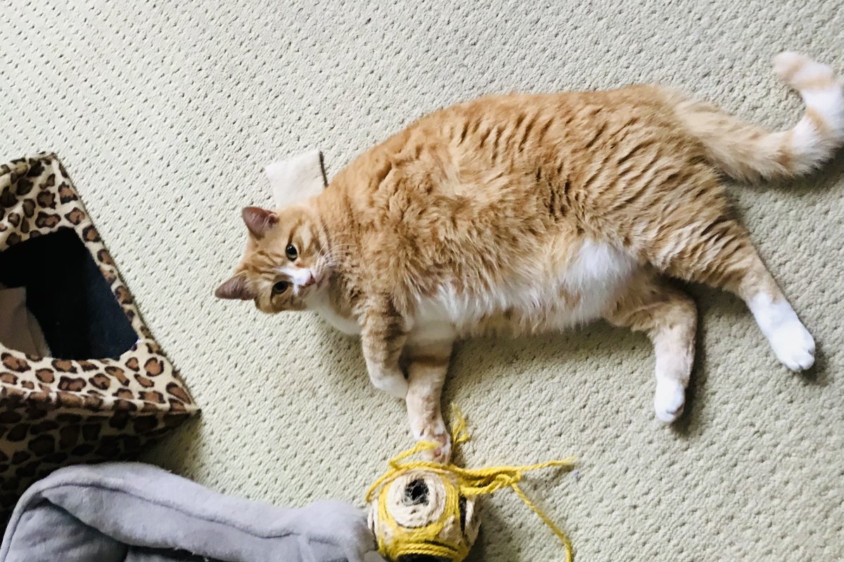 Small head,no problem (I swear no photoshop)