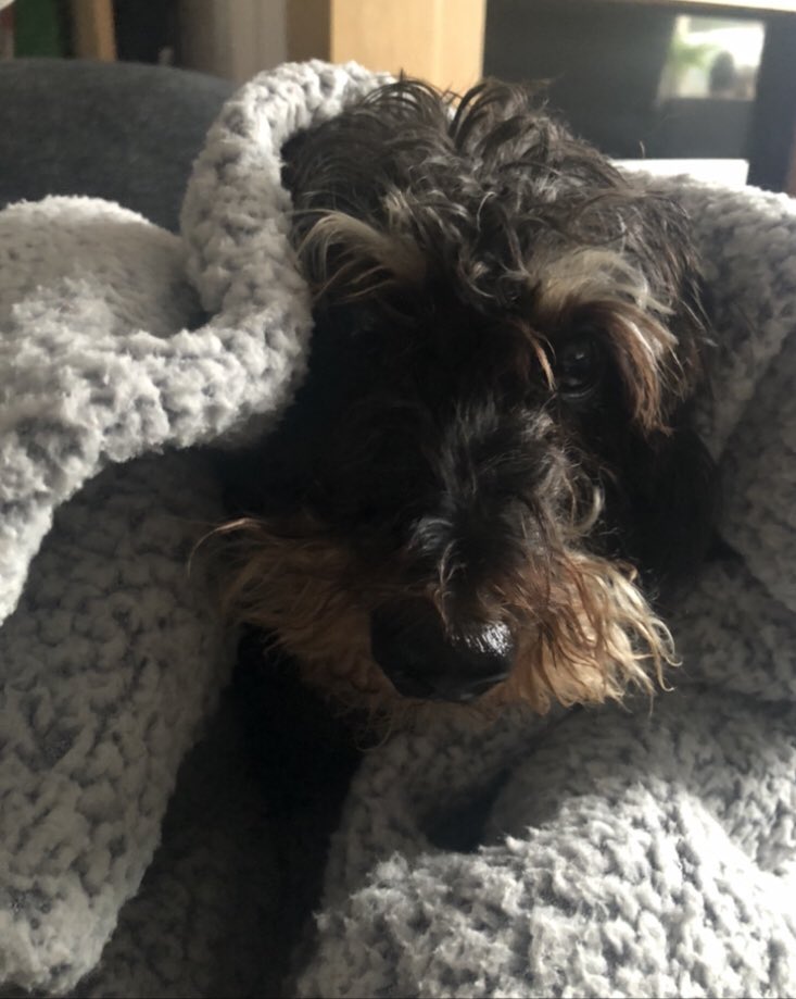 Partying like it’s me Bertday. Cos it is and all this attention is zorsting 😴🥳😴