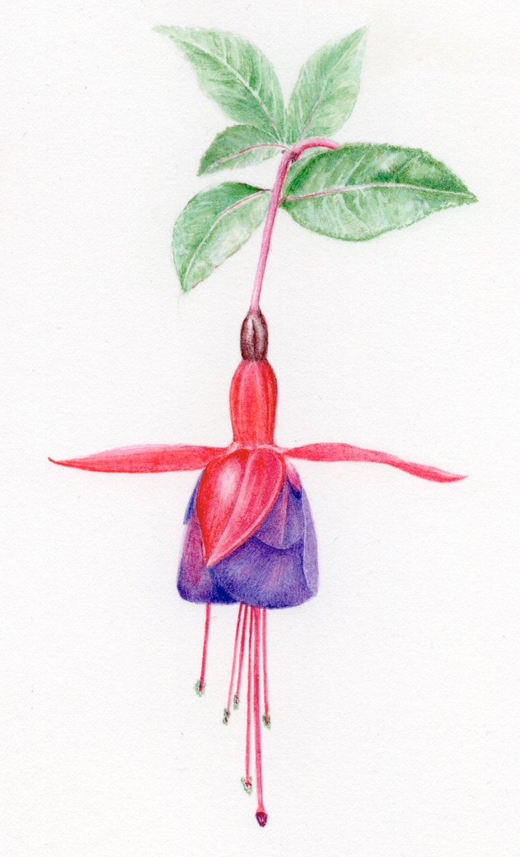 A quick fuchsia study with #colour_collective deep reddish brown ovary #botanical #illustration #Watercolour #ArtistOnTwitter <a href="/Clr_Collective/">Colour Collective</a>
