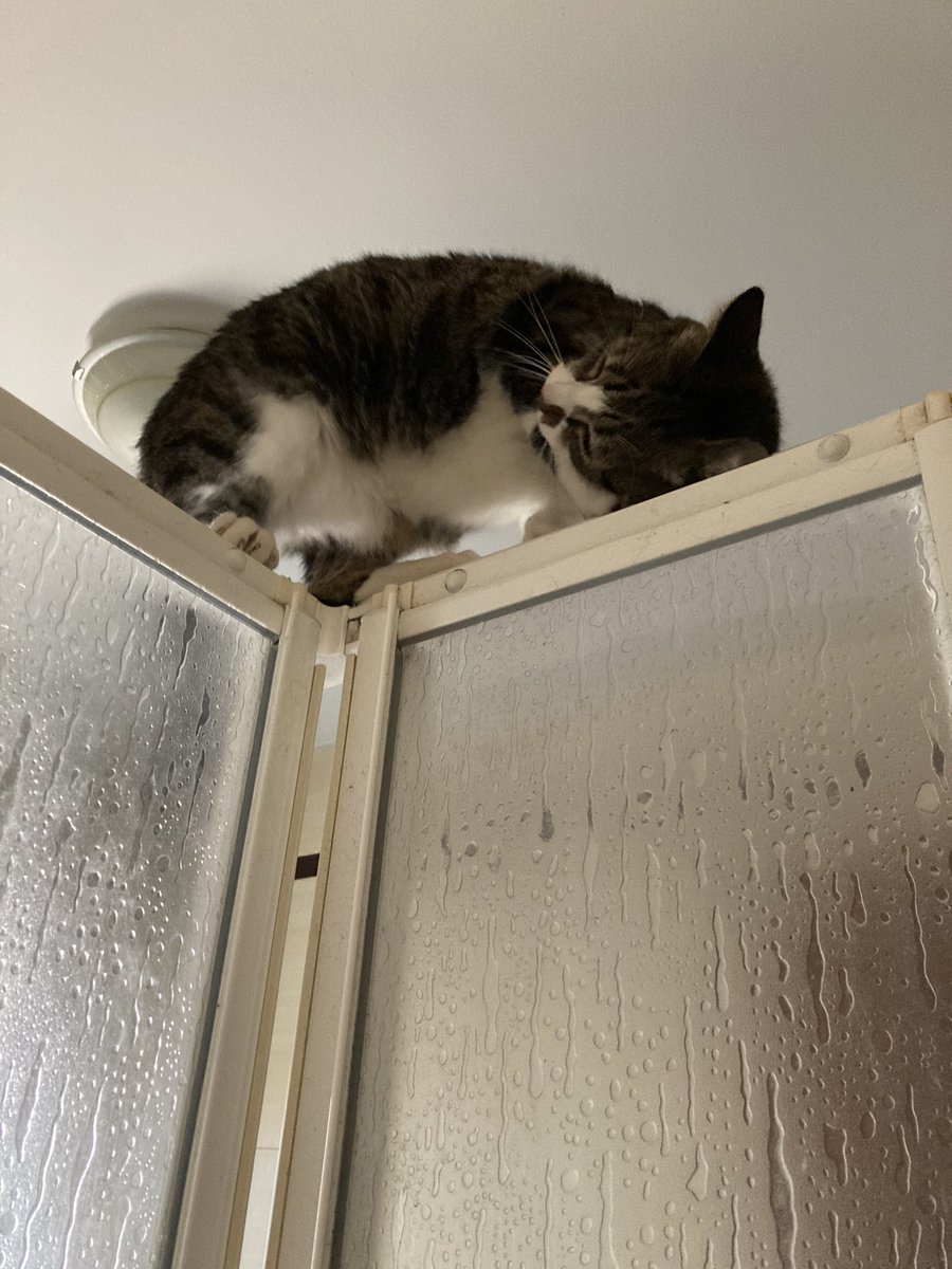 Vuestro gato tb se sube en la mampara mientras os duchais 🤣🤣