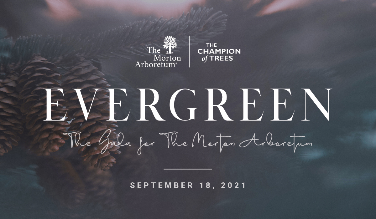 Get tickets now for Evergreen: The Gala for The Morton Arboretum,  Saturday, Sept. 18. Don’t miss this unique outdoor experience around Meadow Lake with cocktails, hors d'oeuvres, music, tree climbing demonstrations and more! Tickets & info: gala2021.mortonarb.org/#rsvp #EvergreenGala