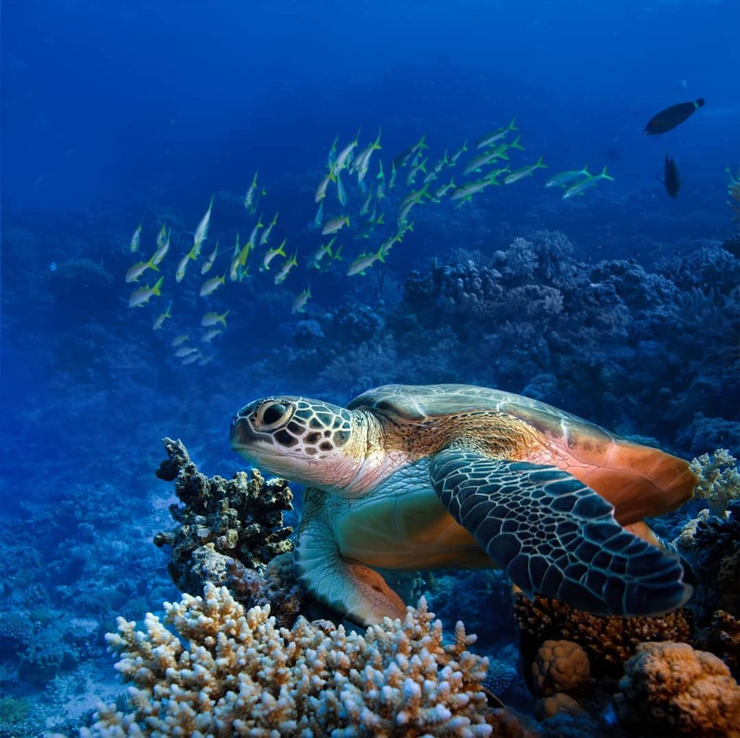 Wonders of Watamu (@wondersofwatamu) on Twitter photo Thanks to the conservation work carried out by <a href="/LocalOceanCo/">Local Ocean Conservation</a> you can often see turtles in Watamu... Either popping up for air in Mida Creek, during a dive or snorkeling trip, or in the crystal clear waters as you SUP board over the coral gardens
ππ’π¦
#VisitWatamu #Watamu #Kenya Thanks to the conservation work carried out by <a href="/LocalOceanCo/">Local Ocean Conservation</a> you can often see turtles in Watamu... Either popping up for air in Mida Creek, during a dive or snorkeling trip, or in the crystal clear waters as you SUP board over the coral gardens
ππ’π¦
#VisitWatamu #Watamu #Kenya