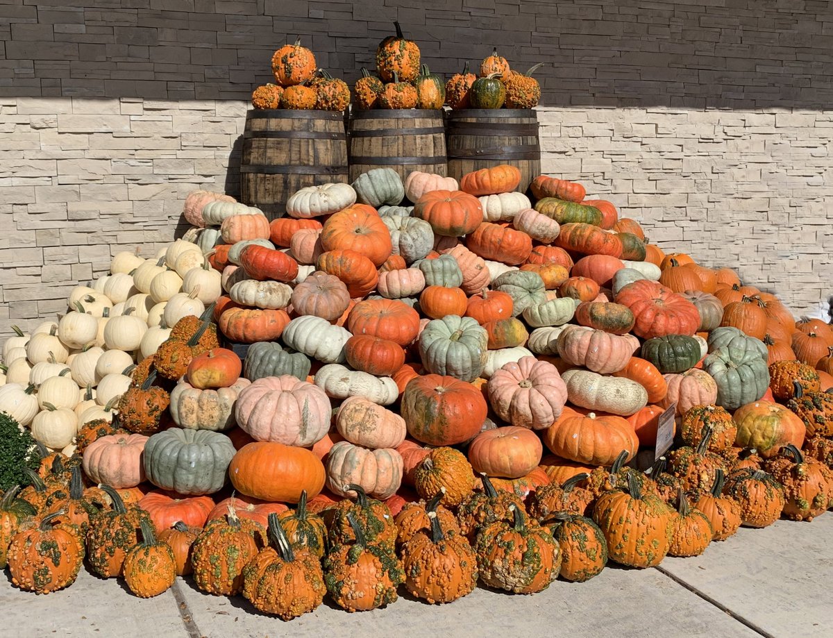 It's Time for Pumpkins and Fall Ornamentals, New Crop Organic Potatoes &amp; Sweets - Market News 9/3 fsproduce.com/wp-content/upl…