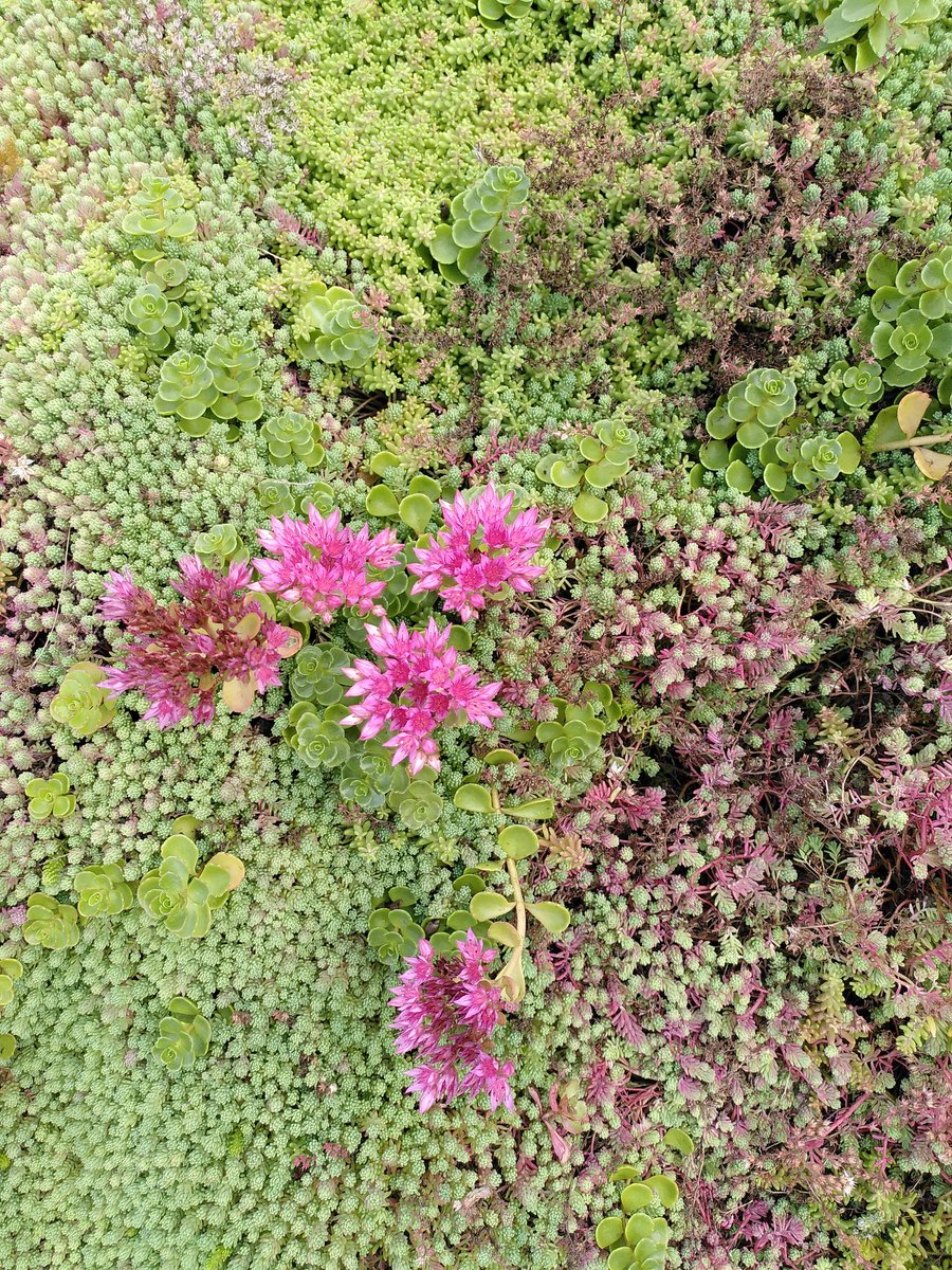 claudia_delft's tweet photo. Vandaag een bezoek aan #Deelstroom's klimaatdak in de #buitenhof, 100% lokale duurzame energie van en voor Delftenaren, groene energie voor de wereld van morgen! #delft #energiesamen #lokaleenergie #samenom https://t.co/mdCKh2lJ2r