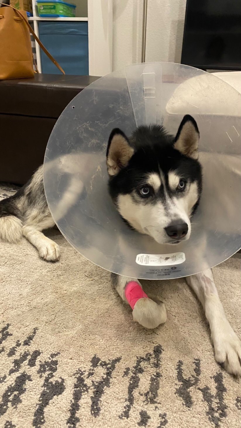 How Much Do Stitches Cost For Dogs