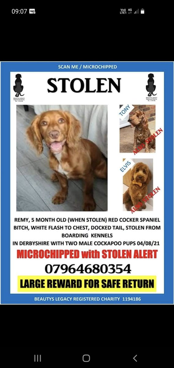 It only takes 1 person to know something to change everything please keep sharing #thespondonthree #Remy #Elvis #Tony #PetAbduction