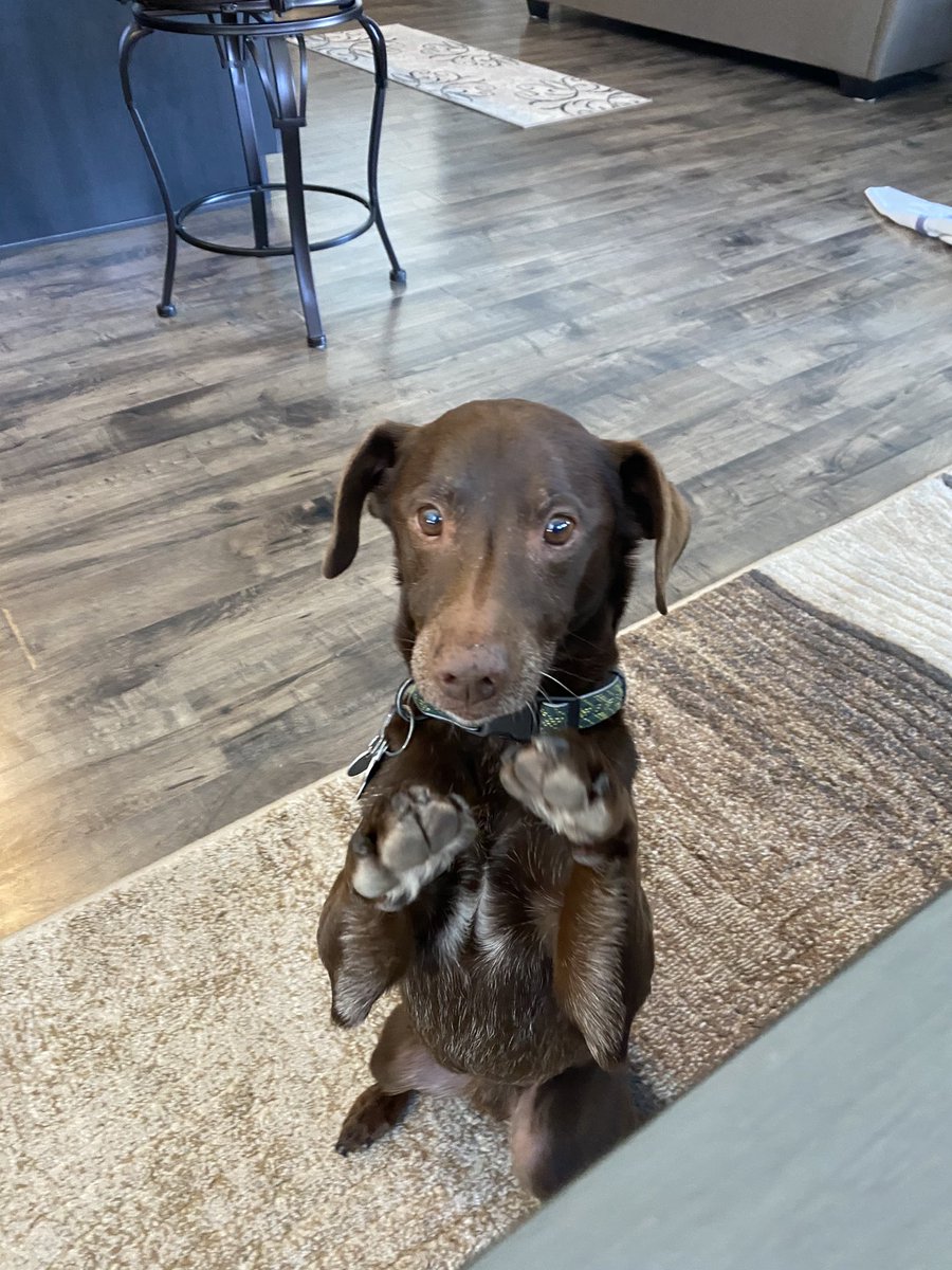 athleticone01's tweet photo. @dog_rates I will fight the person who hit you!!! https://t.co/sMMVvHUDSm