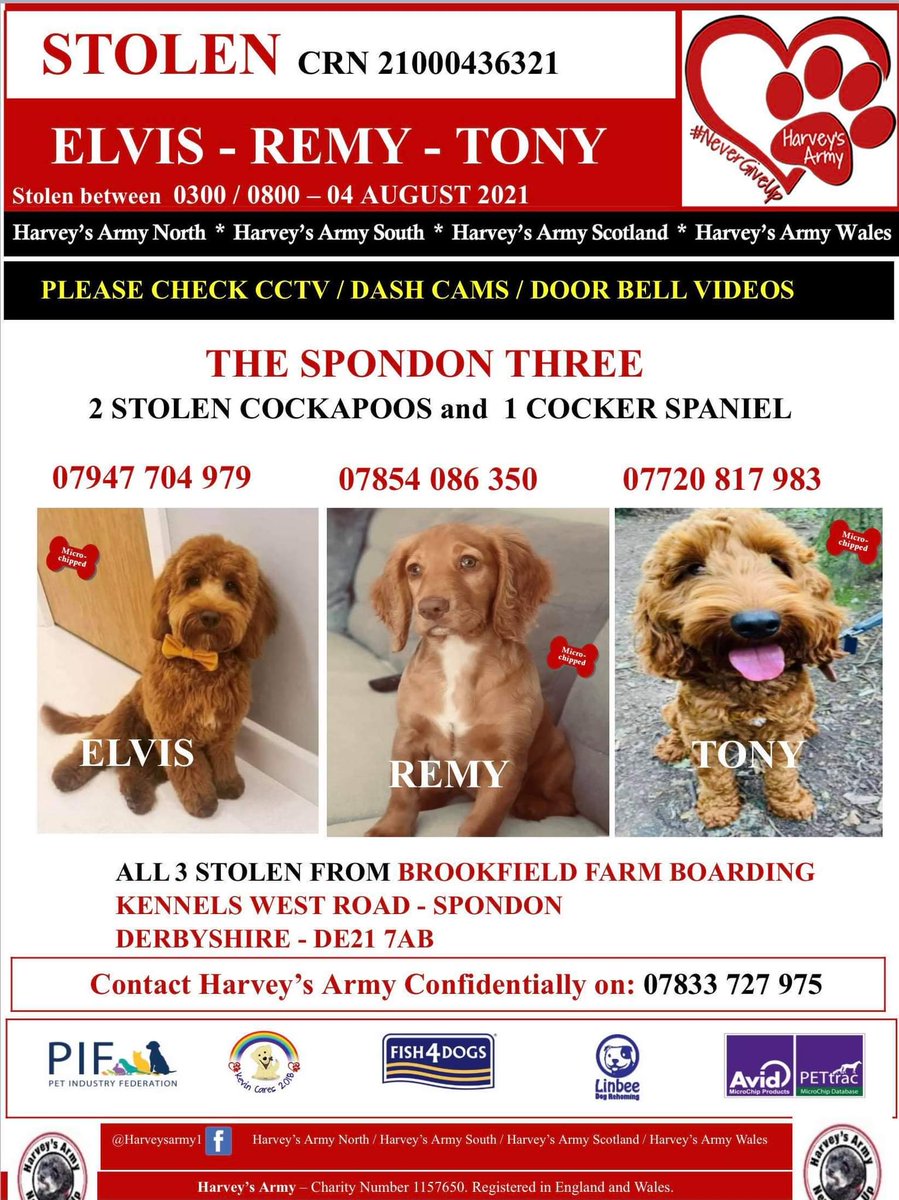 ‼️‼️ URGENT ‼️‼️ STOLEN FROM BOARDING KENNELS #thespondonthree are still missing #RT #petabduction #Elvis #Remy #Tony #bringthemhome @SkyNews