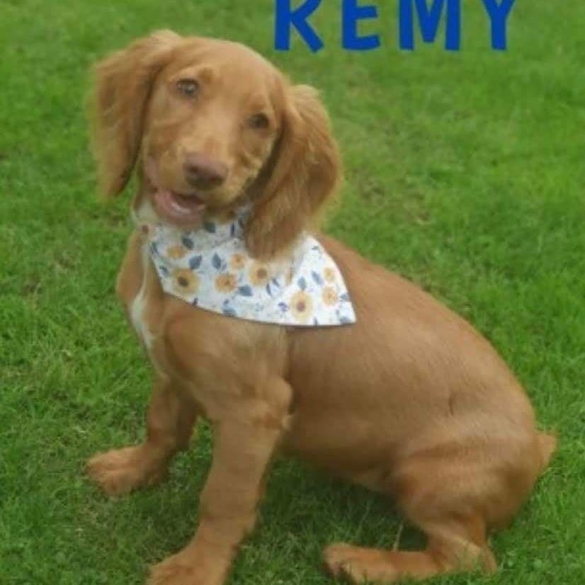 #Remy #Cockerspaniel one of #Thespondonthree STOLEN pls help #Supportdog @StaceySolomon @missgemcollins