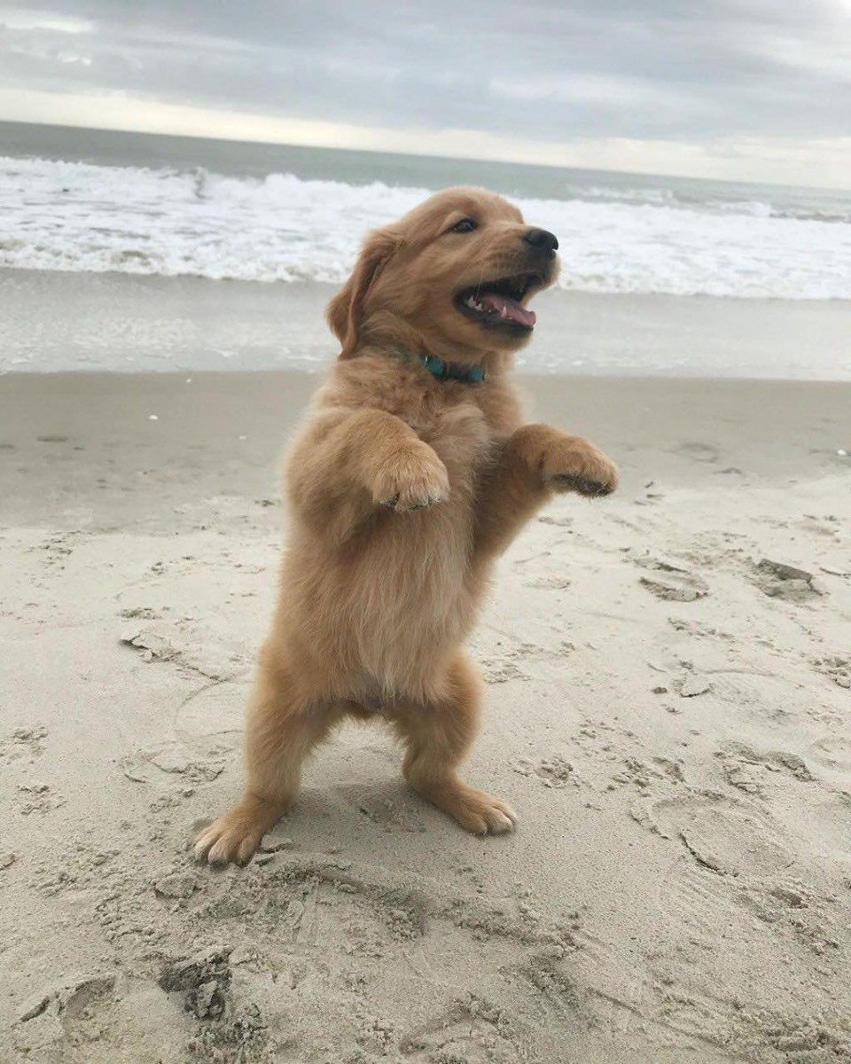 Prachi_Ras's tweet image. Rawr im a dinosaur 🦖😂😂