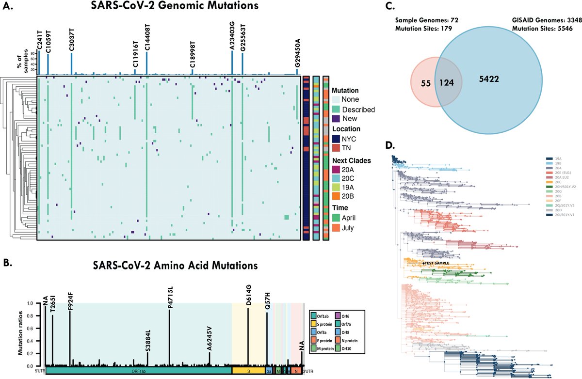 New work out: our validation of the first FDA EUA hybridization-capture NGS test for SARS-CoV-2. We identified new mutations and provided insight into the nasal microbiome of COVID-19 patients. #COVID_DX @TwistBioscience @mason_lab @NagySzakal @Niamh_Oh journals.asm.org/doi/full/10.11…