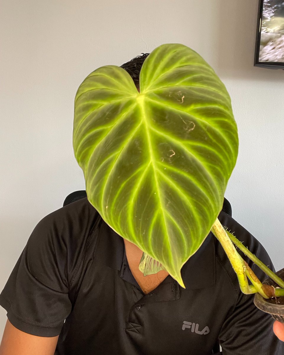 jardinbuda1's tweet photo. #philodendronfriday disponible #philodendronverrucosum. ➡️swipe a ma derecha para ver foto sin filtro 🥰
.
#tropicalplants #plantsoffice #plantcollector #plantparenthood #ihavethisthingwithplants #aroidaddict https://t.co/vkMOXEhXmL