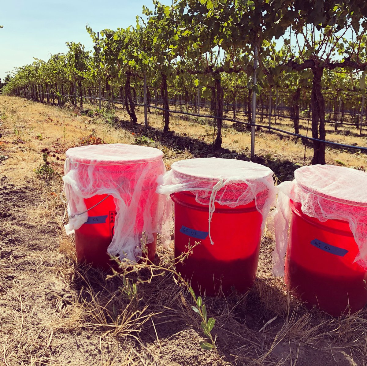ElephantSeven's tweet image. Things are going #wild at #BlueMountain #Vineyard! #Pieddecuve is taking off! #borntobewild #harvest2021 #harvest #feralfermentation #feralferments #wawine #wallawalla #wine