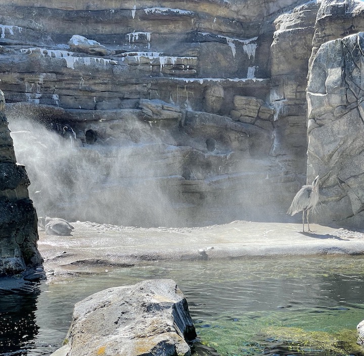 wpmorse's tweet photo. Sometimes I think @woodlandparkzoo needs to put up a sign explaining that #greatblueherons aren't native to Argentina
#Birds
#nativewildlife
#penguins
#humboldt penguins
#wadingbird
#heron
#woodlandparkzoo
#seattlescene https://t.co/dkUOzMVbMA