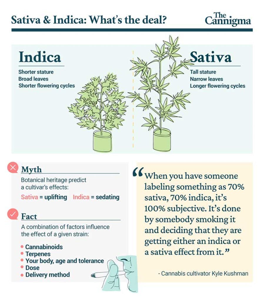 TheCannigma's tweet photo. Back to Basics: Indica and Sativa. They both have different effects...or is it no that simple? https://t.co/Aifdi7Dokn