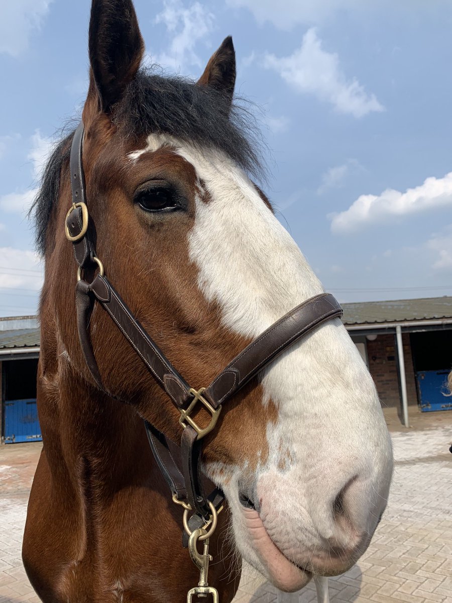 Well done PH Millgarth after she chased, detained and arrested a male who was wanted for numerous offences including recall to prison.
#proactivepolicing #mountedpolice