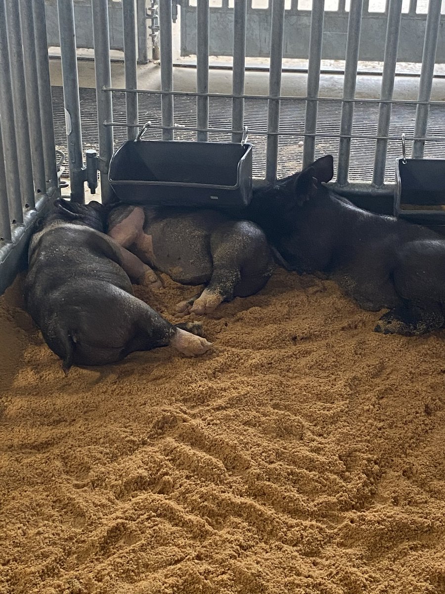 Spent some barn time this am at DHS With these good lookin’ animals! <a href="/matthewsdeloach/">DeLoach</a> <a href="/ffa_booster/">Davenport FFA Booster Club</a> <a href="/DHSCTE/">Davenport HS CTE</a> <a href="/Supt_comalisd/">Andrew</a> <a href="/MandyEpley/">Mandy Epley</a>