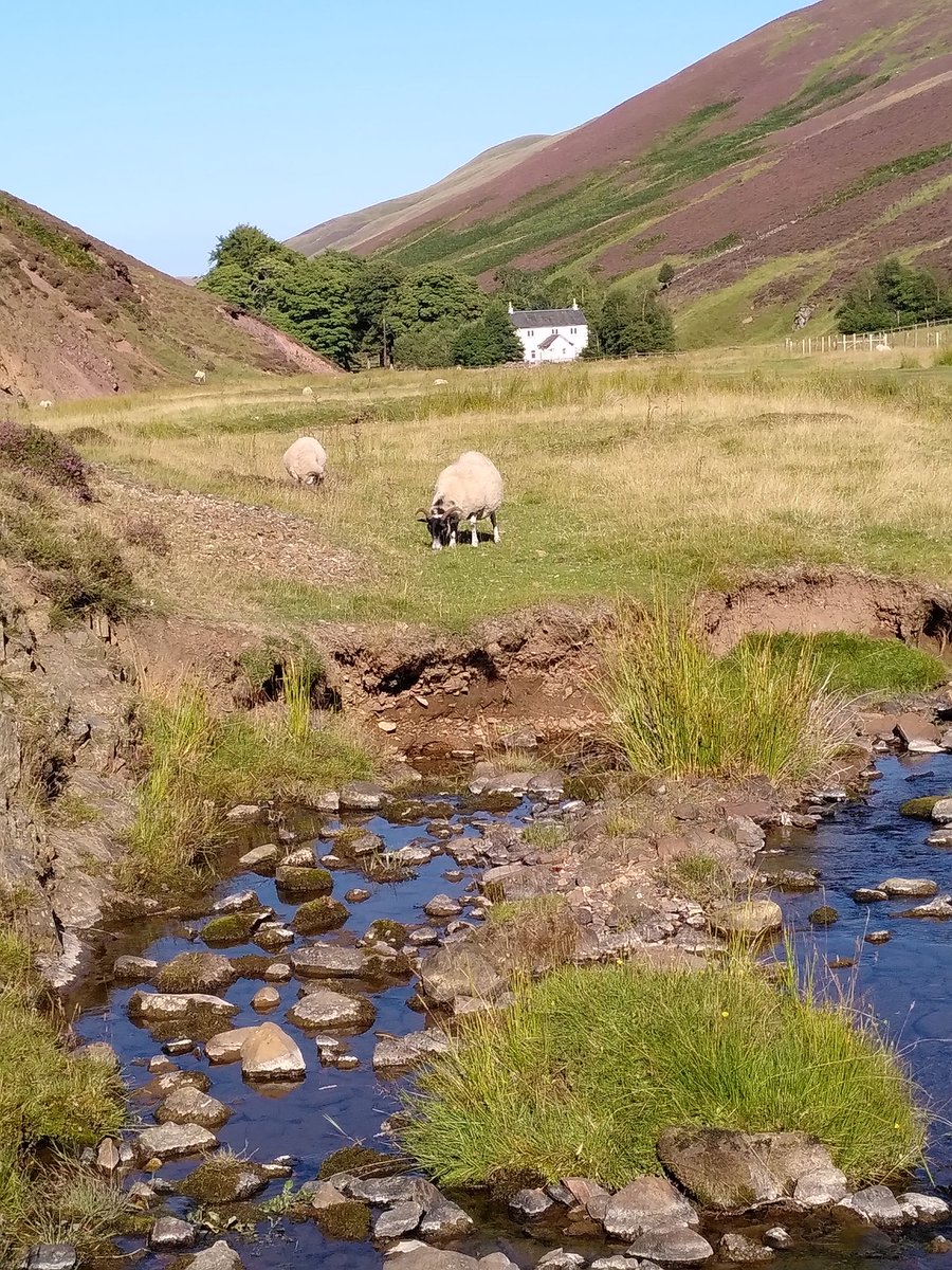 maryfloraandvi1's tweet photo. Peace and quiet among the heather and sheep
#VisitScotland #qualifiedguide https://t.co/HGfnbvyqes
