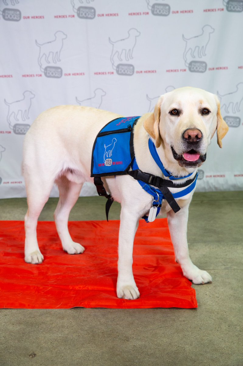 FreedomDogsOrg's tweet photo. Picture Day 2021 🐕‍🦺🦮 https://t.co/9MYckSHJLP