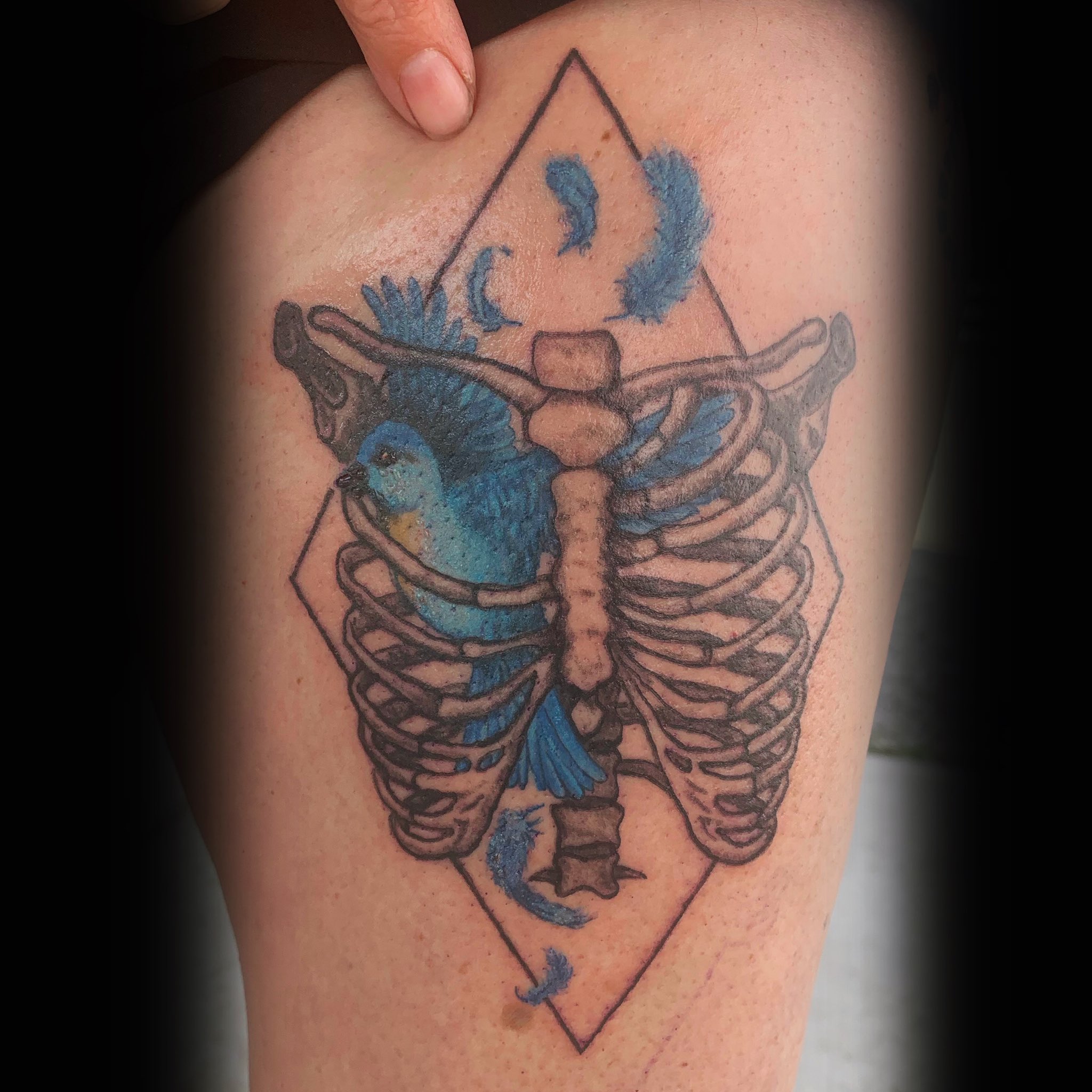 Eastern bluebird done by Jimmy Butcher in Savannah, GA : r/tattoos