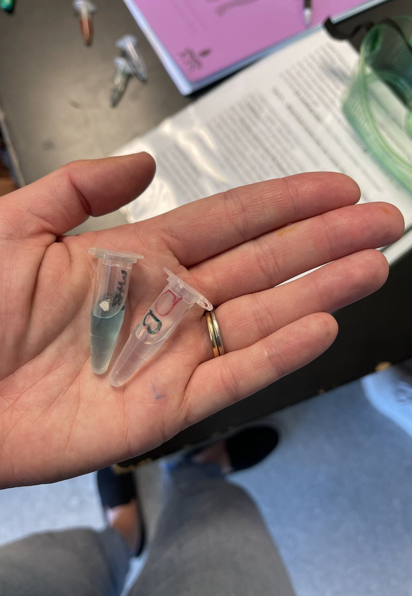 Anna Gausepohl (@mrsgausepohl) on Twitter photo Can’t count the number of times I heard ‘Mrs. G, I feel like a real scientist!!’ during class today! 💙🧡 We also learned the important lesson that science doesn’t always work the first time, and that’s ok! <a href="/JCPSScience/">JCPS Science</a> <a href="/RamseyMS_JCPS/">Ramsey Middle School</a> Can’t count the number of times I heard ‘Mrs. G, I feel like a real scientist!!’ during class today! 💙🧡 We also learned the important lesson that science doesn’t always work the first time, and that’s ok! <a href="/JCPSScience/">JCPS Science</a> <a href="/RamseyMS_JCPS/">Ramsey Middle School</a>