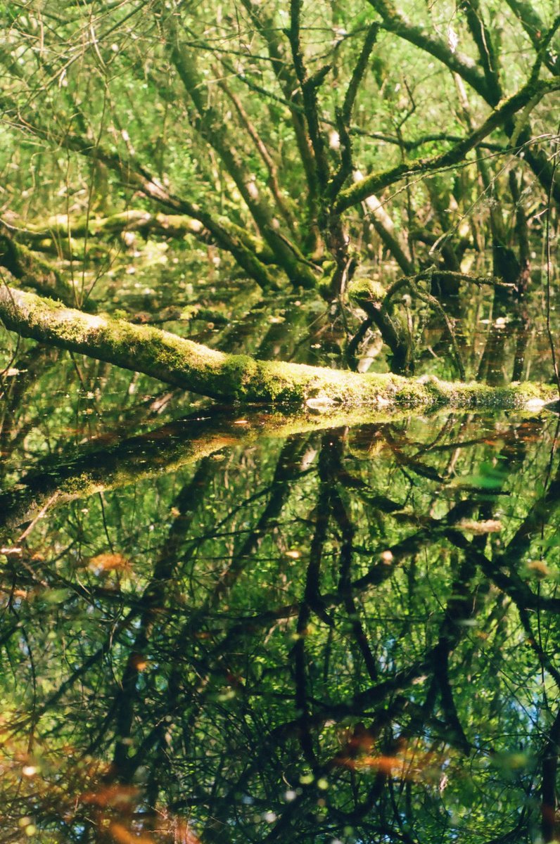 1noshape's tweet photo. photos i took in the swamp https://t.co/G5pOJplybg