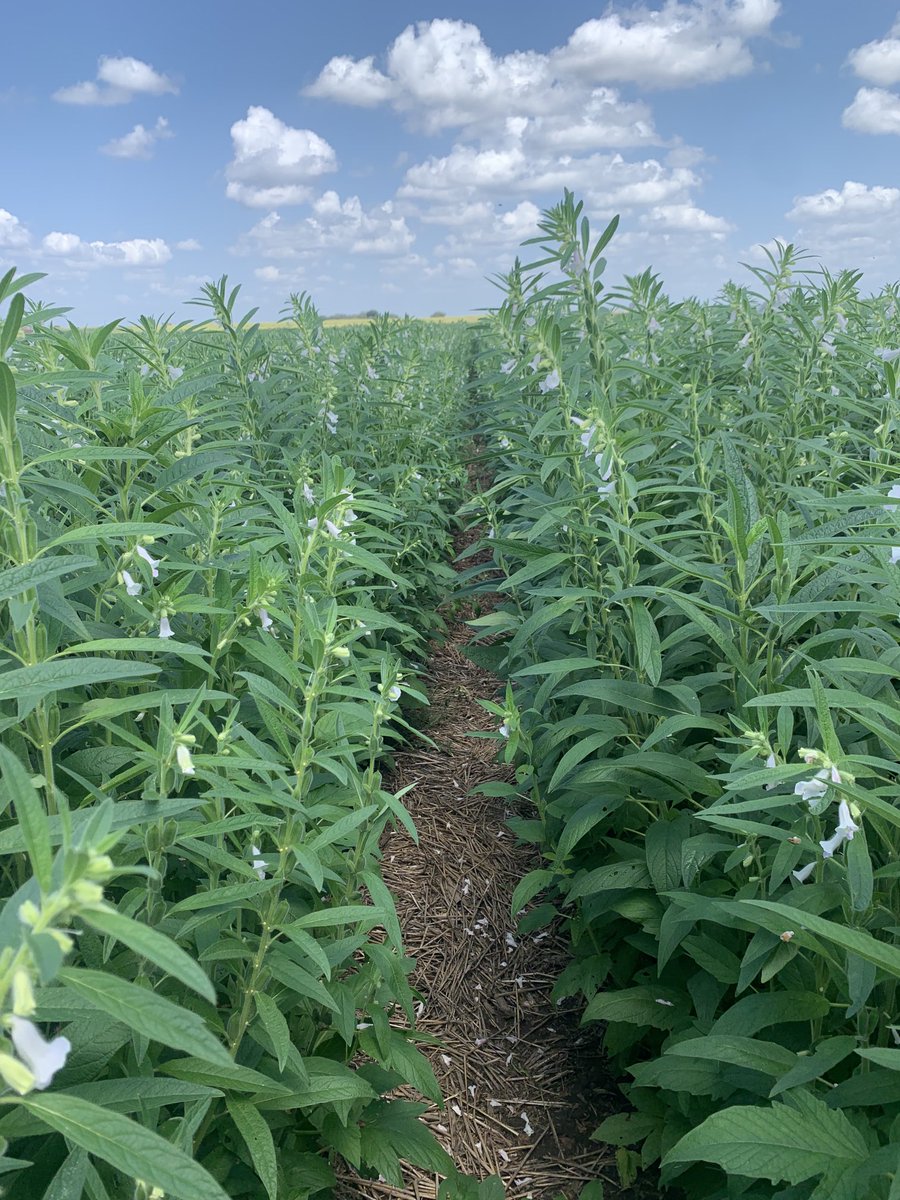 #sesame is such a pretty crop. Yes cotton, corn, and sorghum will all probably make more money this year, but I am still happy to have it in my rotation.