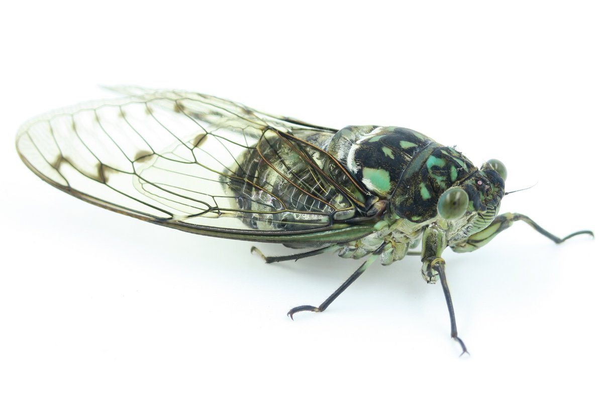 こんちゅう館周辺でミンミンゼミがいたので捕まえて写真を撮りました