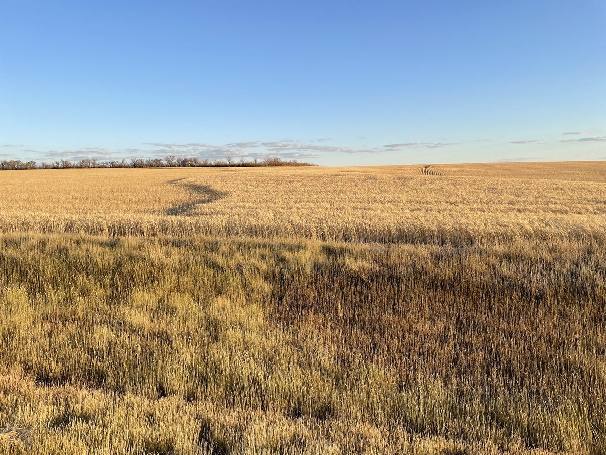 Interesting to see evidence of the moisture benefit to maintaining shelterbelts this year. Is the hassle of farming around them worth taking them out?  Thoughts?