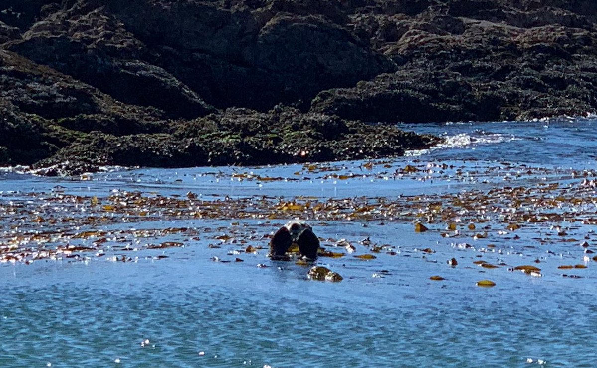 シャチの赤ちゃん
