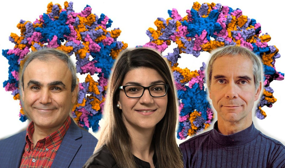 How a virus capsid cracks to release its genome into the host cell? Here we take a step to understand this process with atomic resolution!
<a href="/emadtaj/">Emad Tajkhorshid, PhD</a> @BeckmanInst <a href="/ChemistryUIUC/">Chemistry at Illinois</a>
#stopHBV bit.ly/3kTY7V0