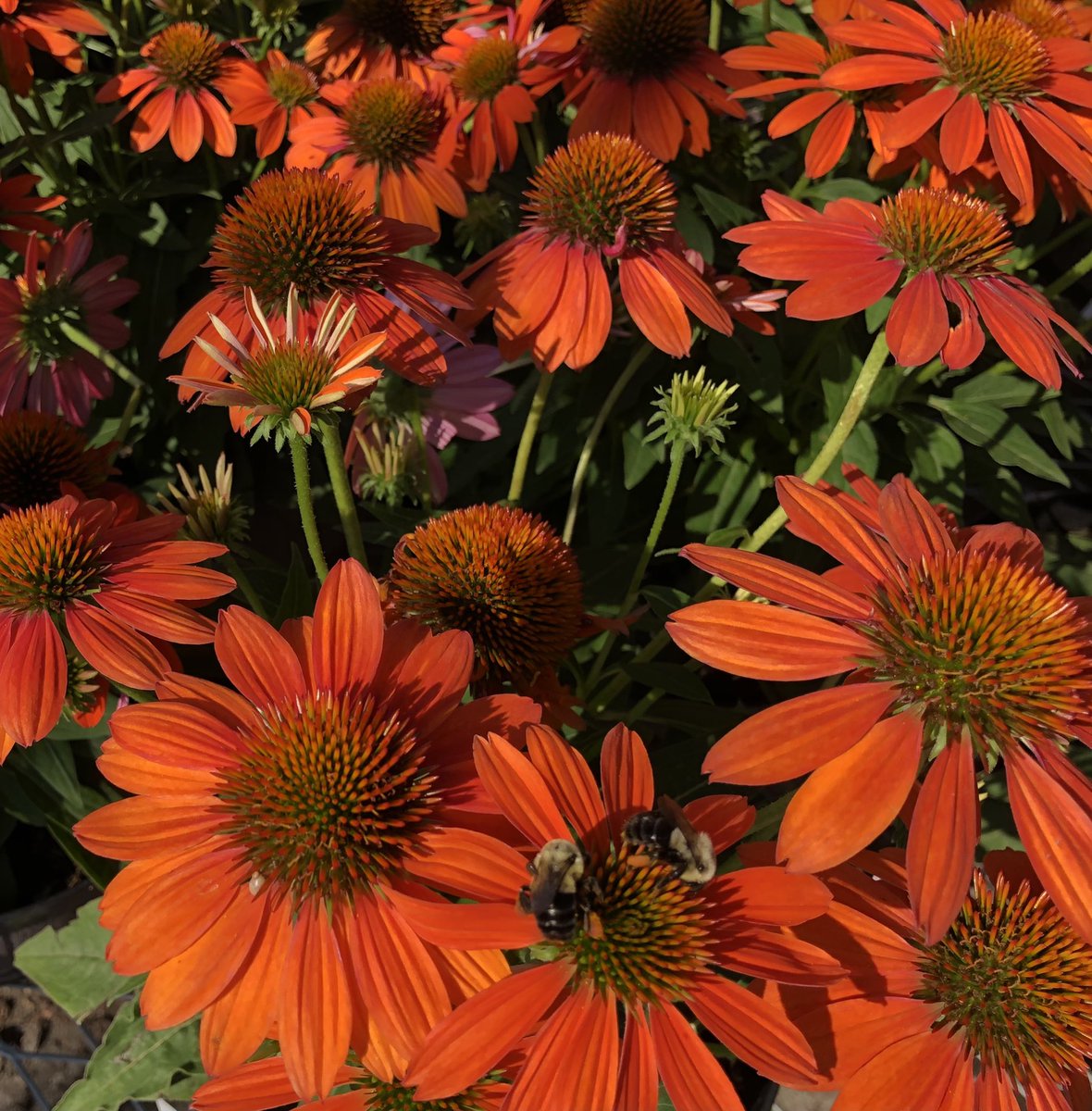 PPSLinda's tweet photo. Hd3637 Hendersonville #beeeautiful. @DyerEric18 @PPSinHD @Stephen_E_Camp @BobbyBoaenTHD @PPScatwilson https://t.co/RPv0q8oBXg