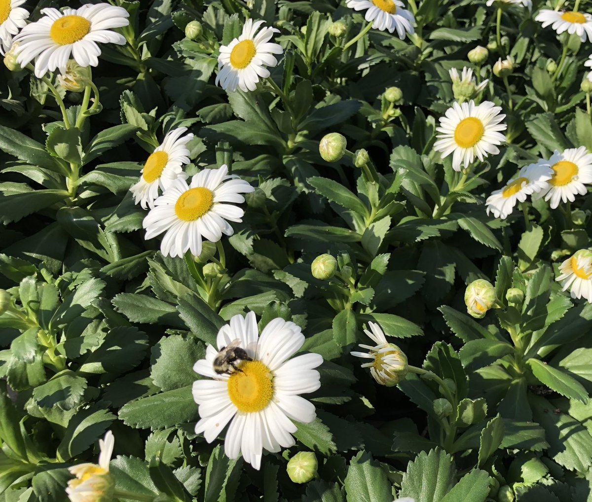 PPSLinda's tweet photo. Hd3637 Hendersonville #beeeautiful. @DyerEric18 @PPSinHD @Stephen_E_Camp @BobbyBoaenTHD @PPScatwilson https://t.co/RPv0q8oBXg