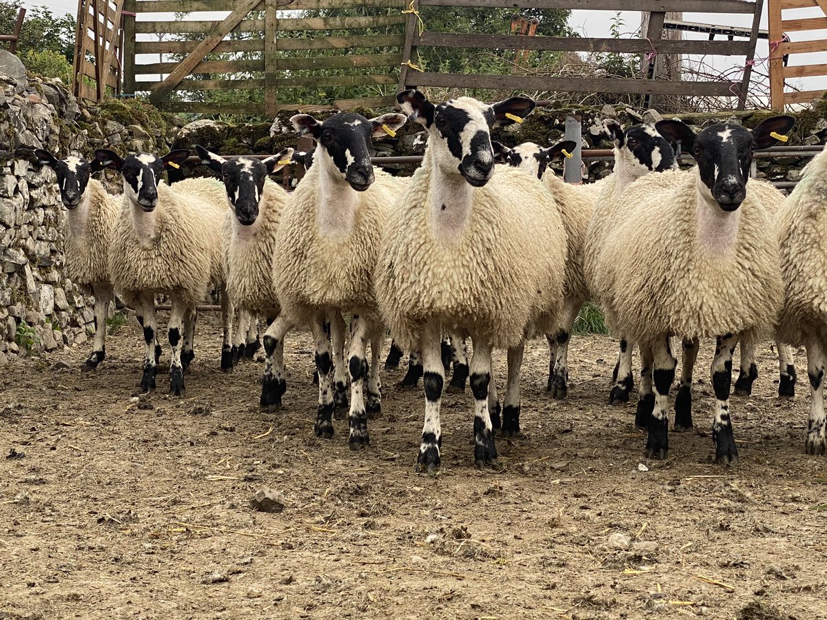 Starting to dress gimmer lambs up. #sheep365