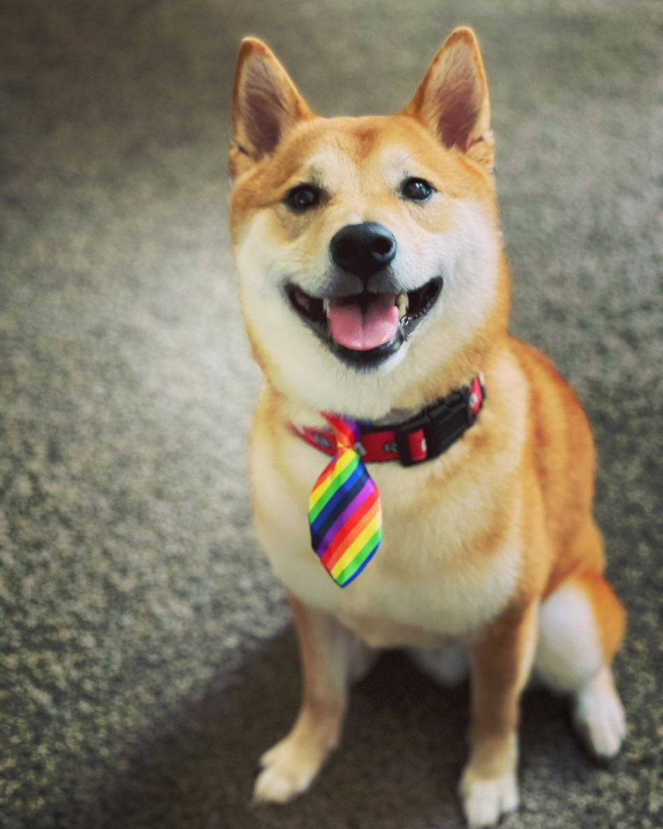 rock_chalk_sara's tweet photo. My happy little guy got an awesome grooming today! #ArchieTheRoyal https://t.co/VbxtYsBg7A