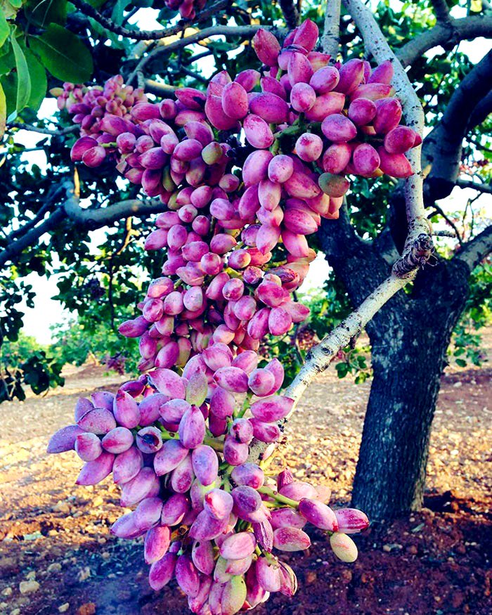 Today I learned what a pistachio tree looks like <a href="/IrmaRaste/">IrmaRaste ✨ InfluenceThroughStorytelling™</a>