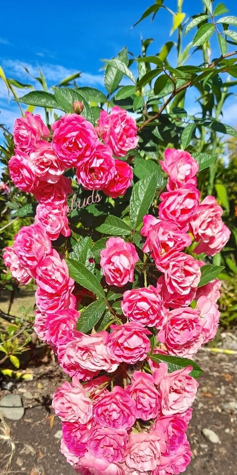 tongamp_g's tweet photo. A rose for my 10 new followers.
Thank you for the connection.
Office rose⚘ blooming nicely this morning🧡
#happyroseday ⚘
#rosesarebeautiful⚘
#rose⚘
#iloverose⚘
Share your Saturday roses ⚘ https://t.co/3JUeC6WvIU