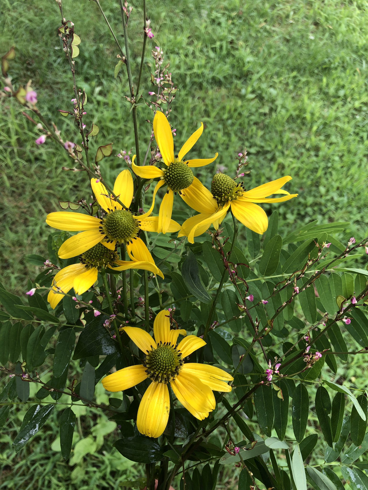 オオハンゴンソウ Twitter Search Twitter