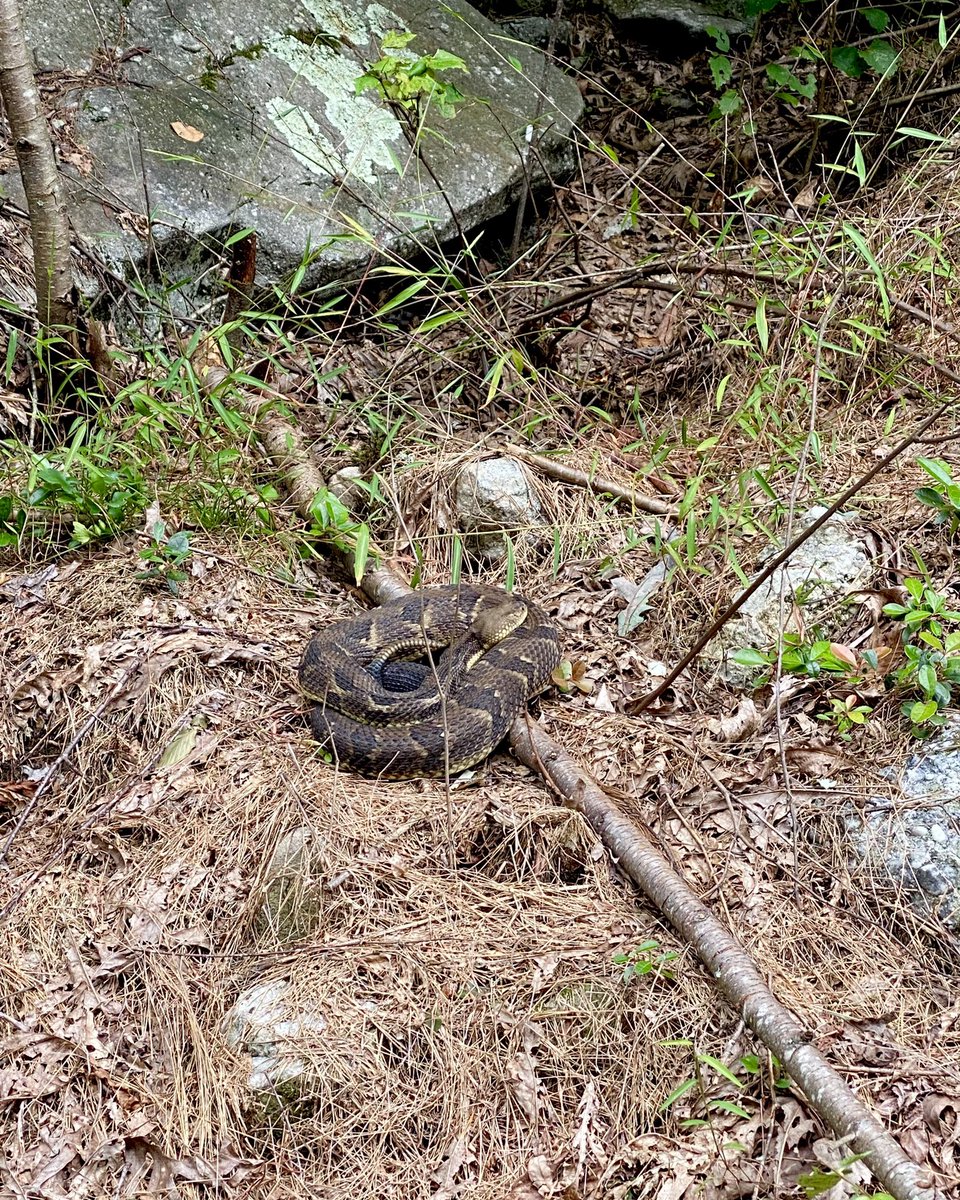 #PSHGMEFitChallenge 10 mile hike on the AT with <a href="/VKhristov/">Vladimir Khristov</a> and Belka dog, and my first rattlesnake sighting!