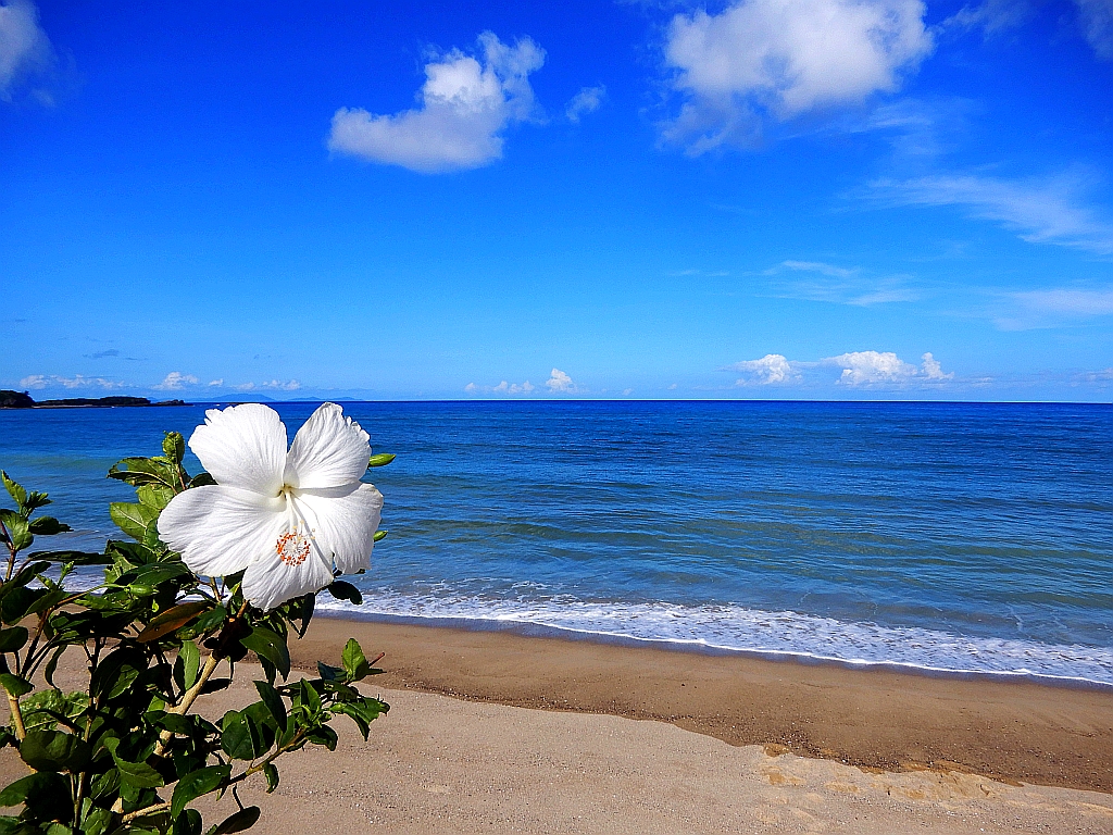 Twiter Green 海辺の風景 朝から広がる夏色の空と海に白いハイビスカスの花が とても映えています イマソラ イマウミ 風景 写真 奄美 Coast Seascape Photo Amami The White Hibiscus Flowers Are Very Shining In The Summer Colored Sky And The